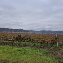 Weinberge auch hier in Rumänien
