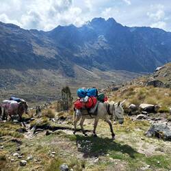 "Iba arando con los mulos..."