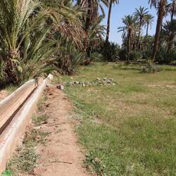 Mohameds Felder und Dattelpalmen