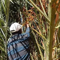Er zeigt mir, wie die Datteln geerntet werden
