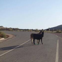 Die Esel gehen nicht zur Seite, selbst wenn Mopeds hupend angerast kommen