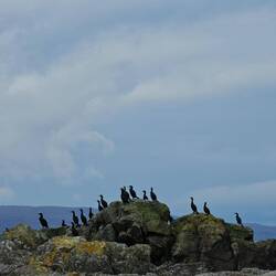 Colonie de grands cormorans
