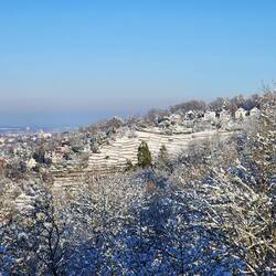 Vineyards on outskirts of Stuttgart