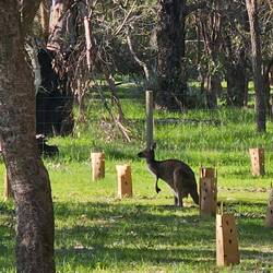 Spotted our first wild kangaroo