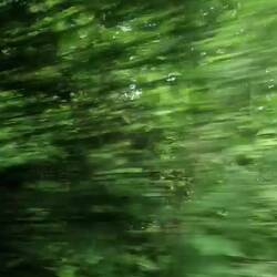 Hier sehen Sie Dschungel