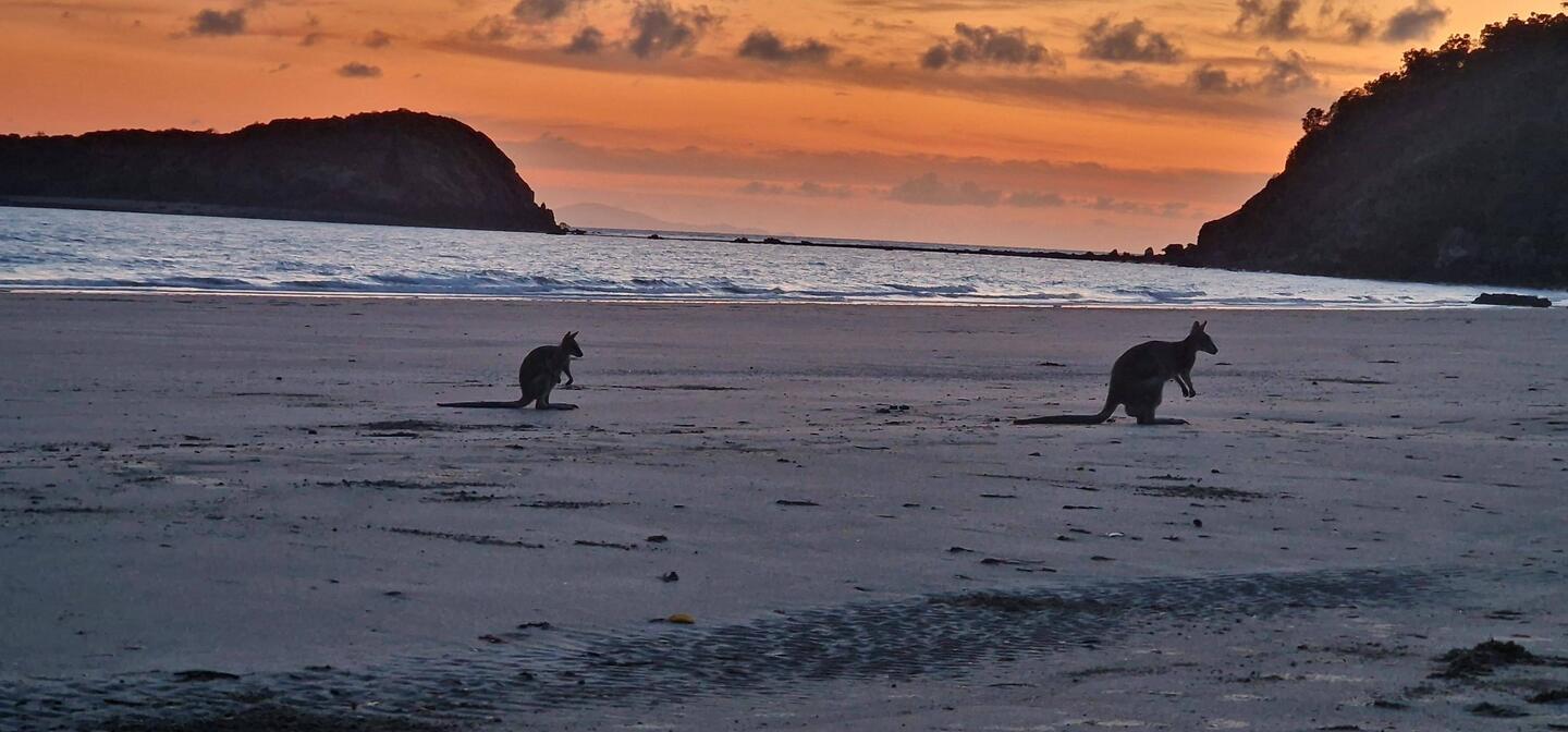Morgens um 5.05 Uhr Kängurus am Strand beobachten