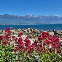 Abschied von Kaikoura