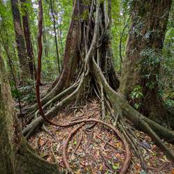 Nein, keine Schlange im Mary Cairncross Reserve
