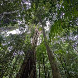 Das dicke Dach des Regenwaldes