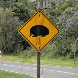 Vorsicht...Ameisenigel