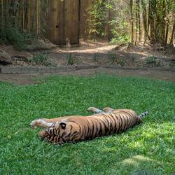 This tiger is blind