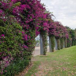 Petty flower arches throughout South Bank