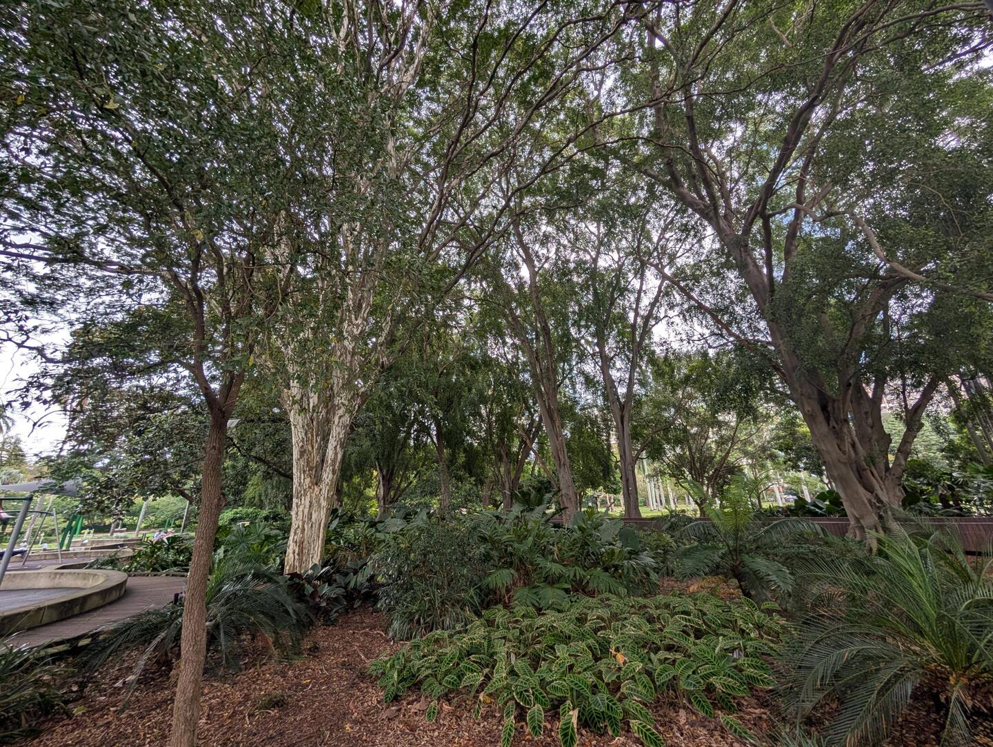 Beautiful gardens, downtown Brisbane