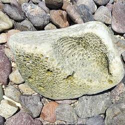 Some really interesting coral has washed up on this shore...