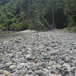 It's called 'Coral Beach', but we're calling this a coral graveyard.