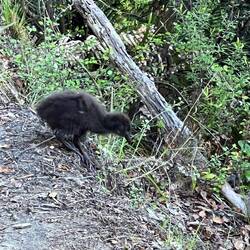 .... und das ihr Junges