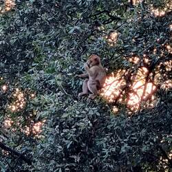 Und plötzlich sind sie da! Die ganze Affenbande brüllt!🤣