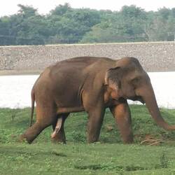 Der wurde vom Hauptbullen vertrieben