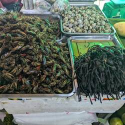 Fried crickets and tarantulas
