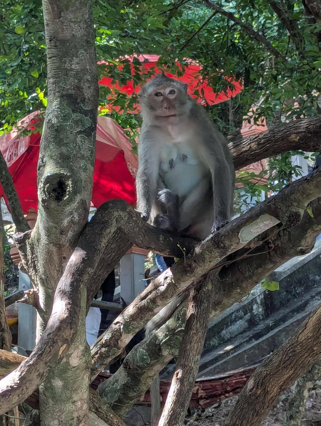 The monkeys were out on the way up