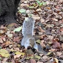 The grey squirrel- introduced pest.