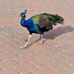 Überall Pfaue. Es wohnen einige hier oben.