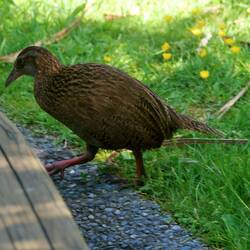 neuseeländische Wekaralle