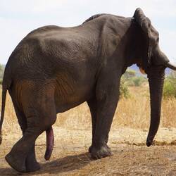 Dieses Männchen zeigt wahre Größe