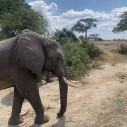 Die wahren Könige der Savanne