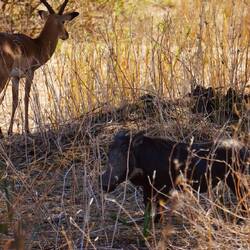 Pumba, heute ohne Timon unterwegs