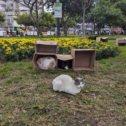 Cats of Kennedy Park