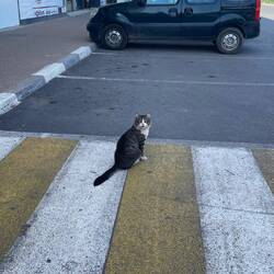 Le chat pisseur