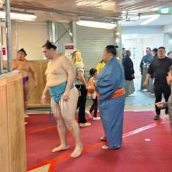 Vorbereitungen. Sumo sind sehr beweglich und können häufig den Spagat