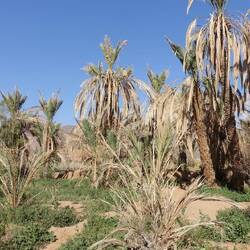 Hier regnet es zu wenig und viele Palmen sind vertrocknet