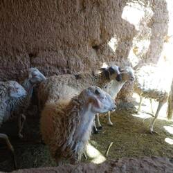 Die Schafe von Hichams Familie