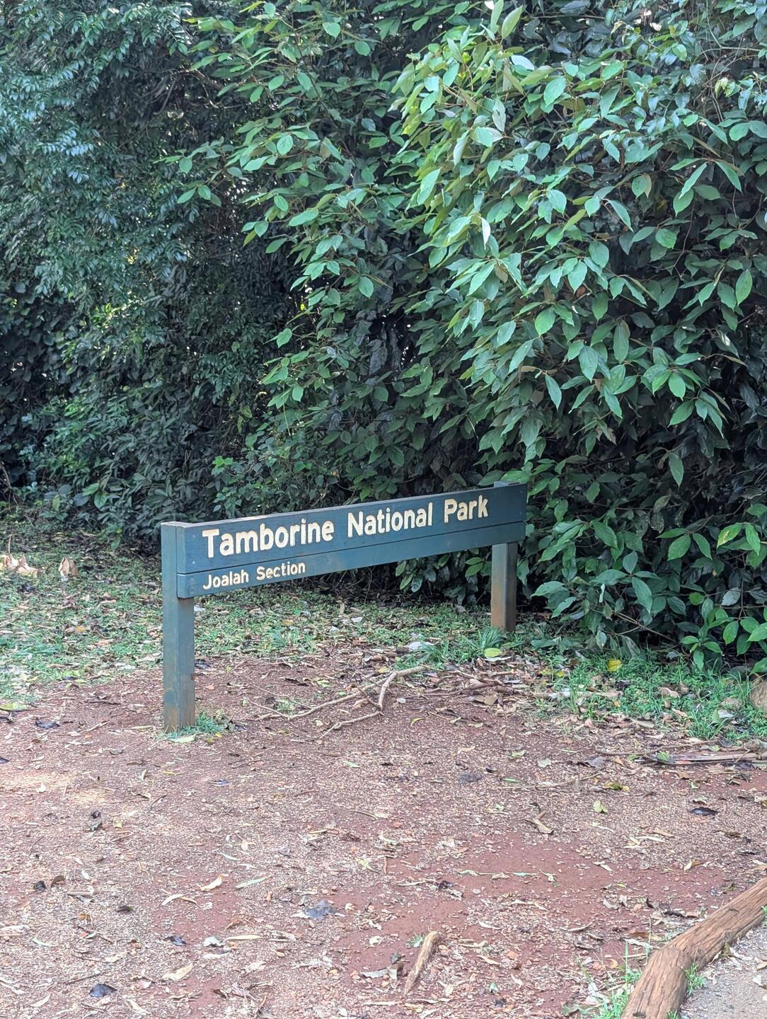 Curtis falls is in Tamborine National Park