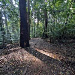 Walking through the rainforest
