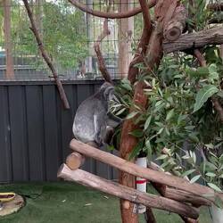 Trish unser adoptiertes Koala Mädchen 🙈🐨🐨