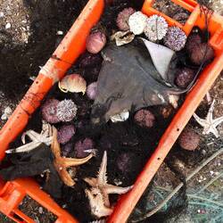 Collateral damage of net fishing