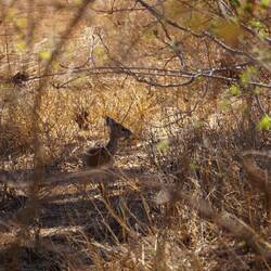Dik Dik - kleinste Antilope der Welt