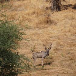 Männlicher Kudu