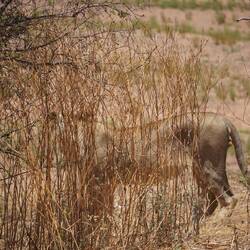 Gut versteckt. Eine Löwin auf der Suche nach fressen