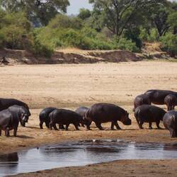 Seltenes Bild. Hippos tagsüber an Land