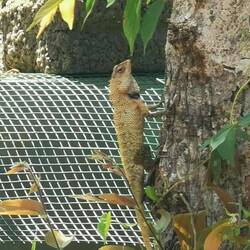 Chamäleon beim Ankomnen