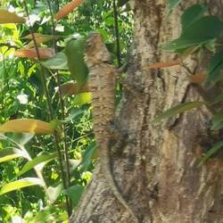 Nach etwa 5min - schon ziemlich gut angepasst an die Farbe des Baumes