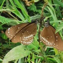 Schmetterlinge beim Dinner