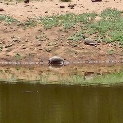 ...Wasserschildchrötli ene am Ufer...
