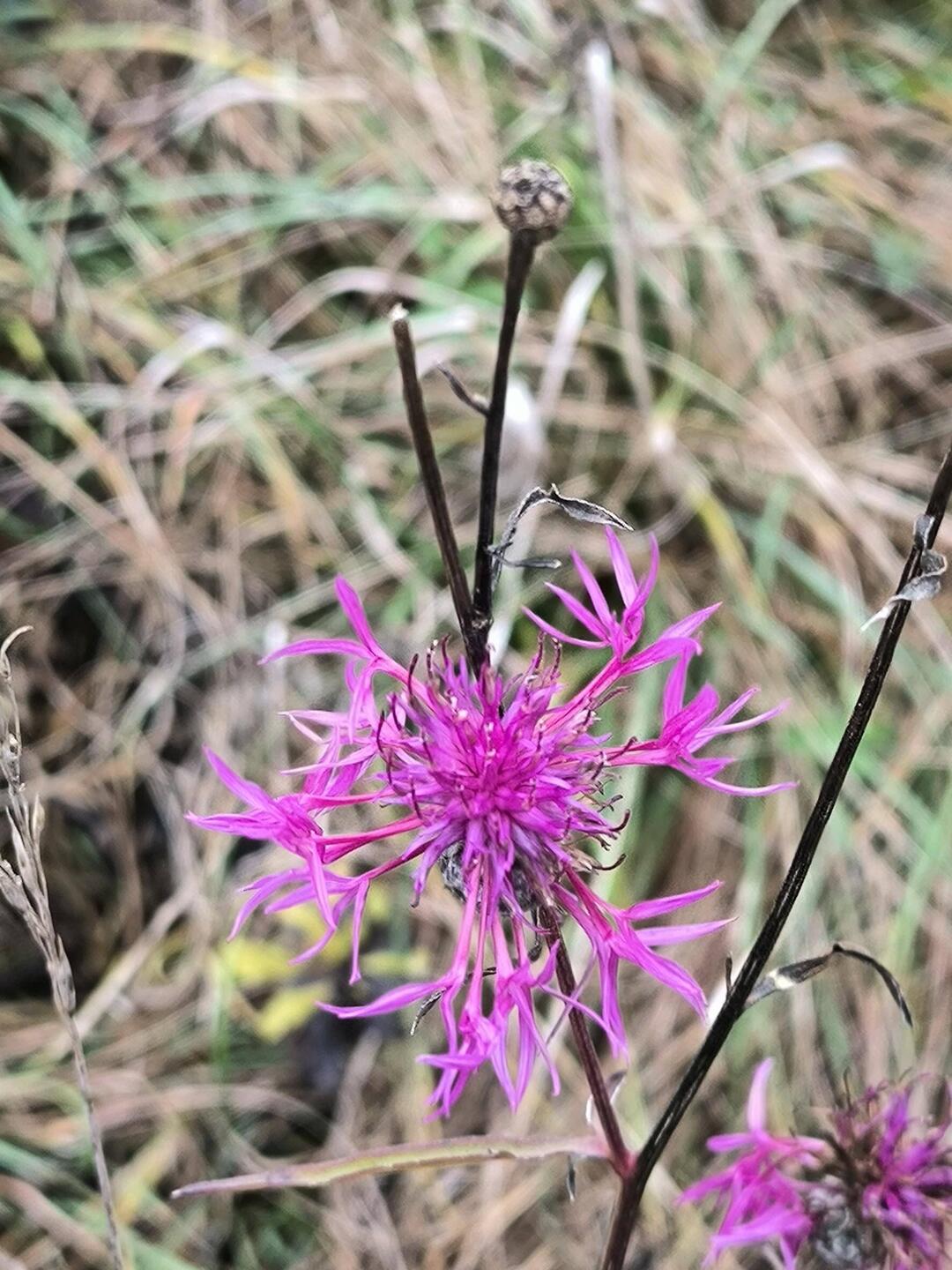 Flockenblume