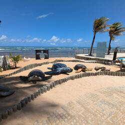 Tamar schildpadden project