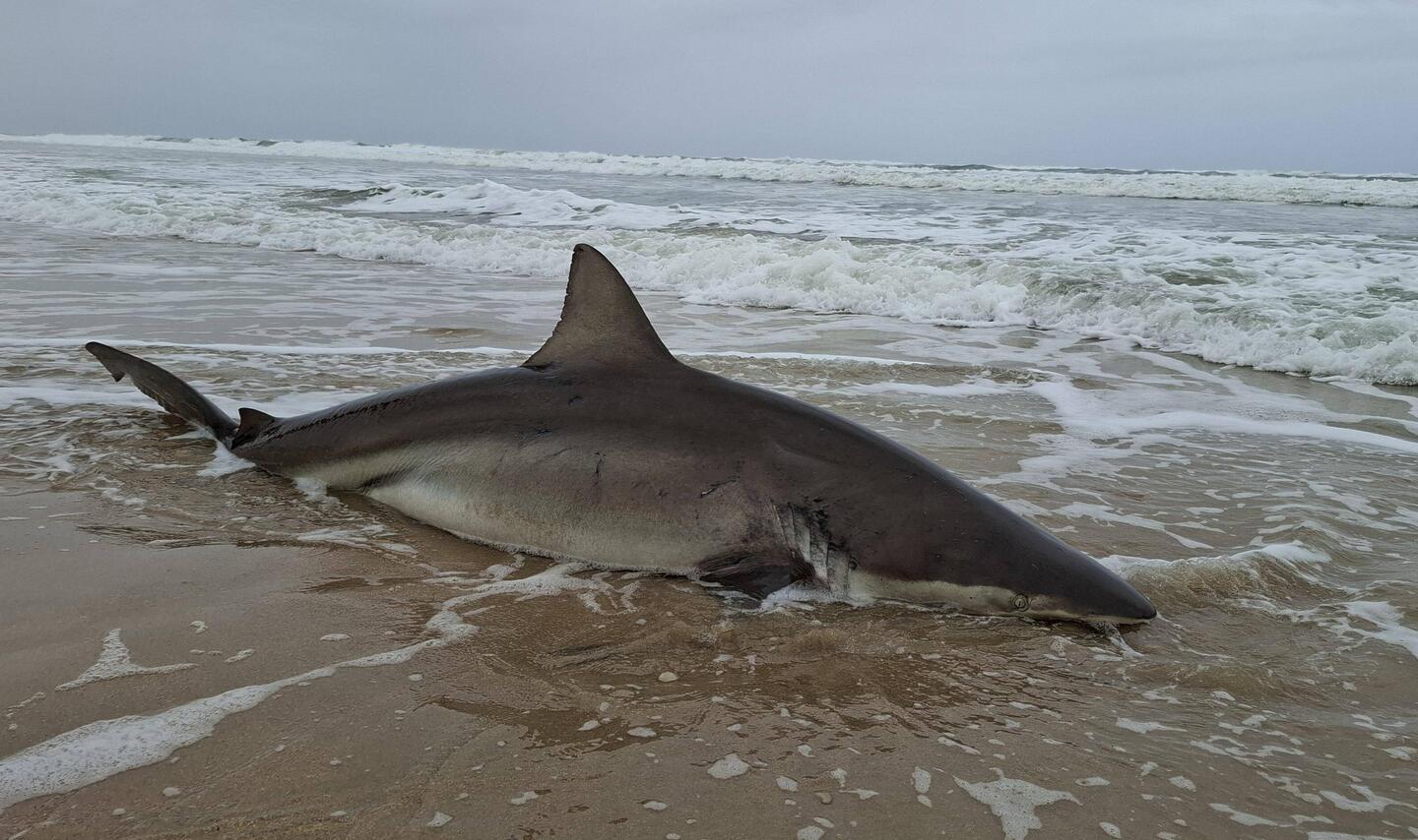 Pelagic Shark over three Meters